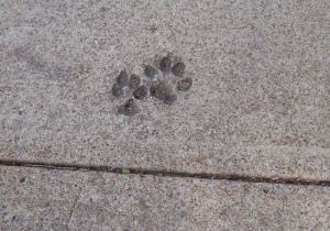 pawprints pawprints
