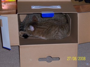 Jack in a box