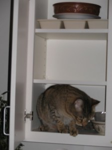 cat-in-cabinet2
