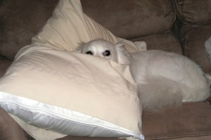 Pup peeking over pillow 10/05
