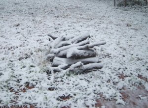 Snow Covered Fire Wood