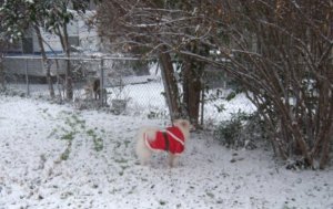 Barkley in the Snow