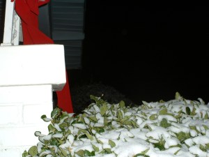 Snow on Bush
