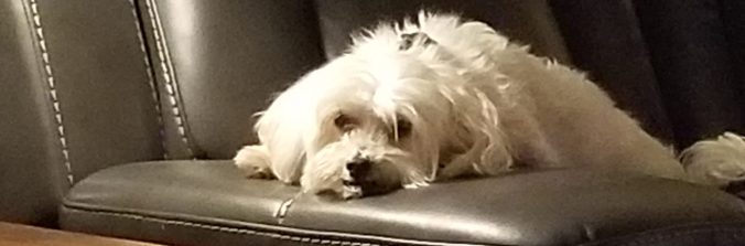 Freud, Tyson, and Elsie